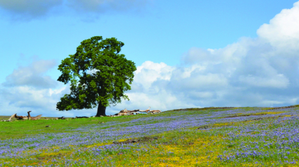 Butte County hillside