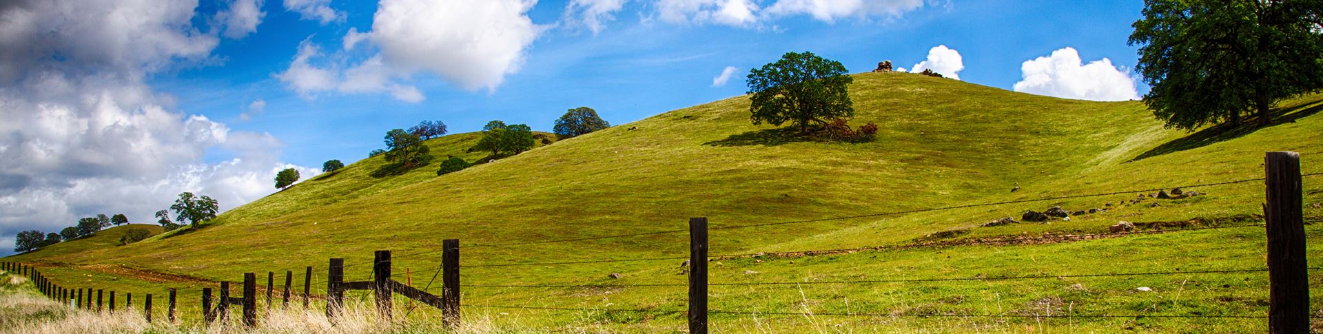 open green hillside of central California