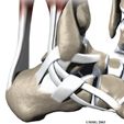 Ankle Anatomy