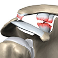 Ankle Anatomy