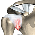 Ankle Anatomy