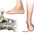 Ankle Anatomy