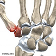 Ankle Anatomy