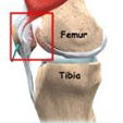 Ankle Anatomy