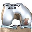 Ankle Anatomy