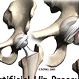 Ankle Anatomy