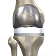 Ankle Anatomy