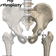 Ankle Anatomy