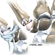 Ankle Anatomy