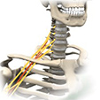 Ankle Anatomy