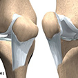 Ankle Anatomy