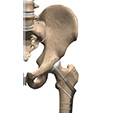 Ankle Anatomy