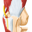 Ankle Anatomy