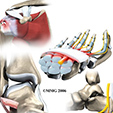 Ankle Anatomy