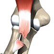 Ankle Anatomy