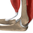 Ankle Anatomy