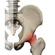 Ankle Anatomy