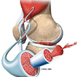 Ankle Anatomy