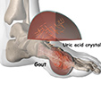 Ankle Anatomy