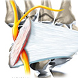 Ankle Anatomy