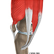 Ankle Anatomy