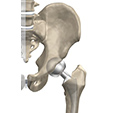 Ankle Anatomy