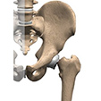 Ankle Anatomy