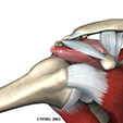 Ankle Anatomy