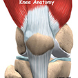 Ankle Anatomy