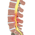 Ankle Anatomy