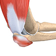 Artificial Joint Ankle