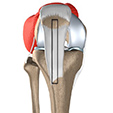 Ankle Anatomy