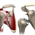 Ankle Anatomy