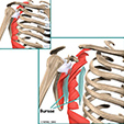 Osteoarthritis Ankle