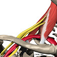 Peroneal Tendon Subluxation