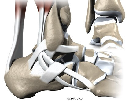 Ankle Anatomy	