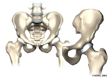 Hip Anatomy	