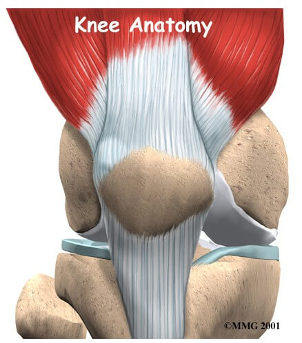 Knee Anatomy	