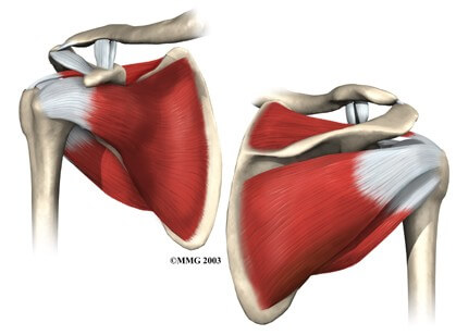 Shoulder Anatomy	