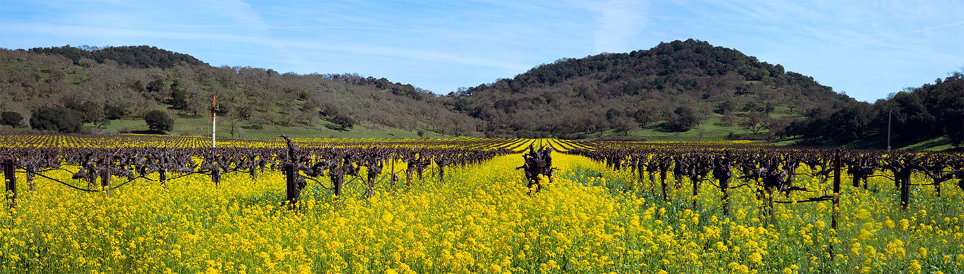 Vineyards in Napa, CA