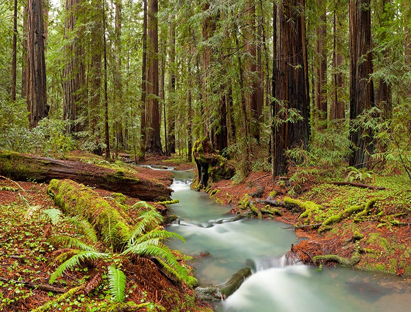 Montgomery Redwoods